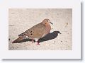 01-Barbados - 23 * Zenaida Dove * Zenaida Dove